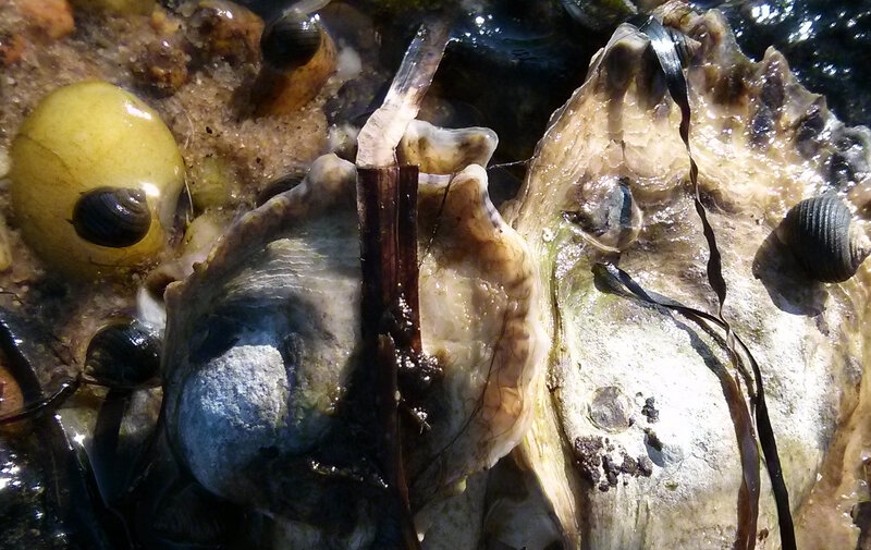 Oysters and Snails on Rock