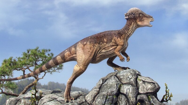 Pachycephalosaurus Dinosaur — Brown
