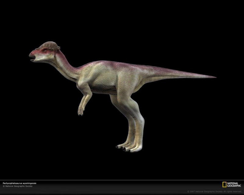 Pachycephalosaurus dinosaur