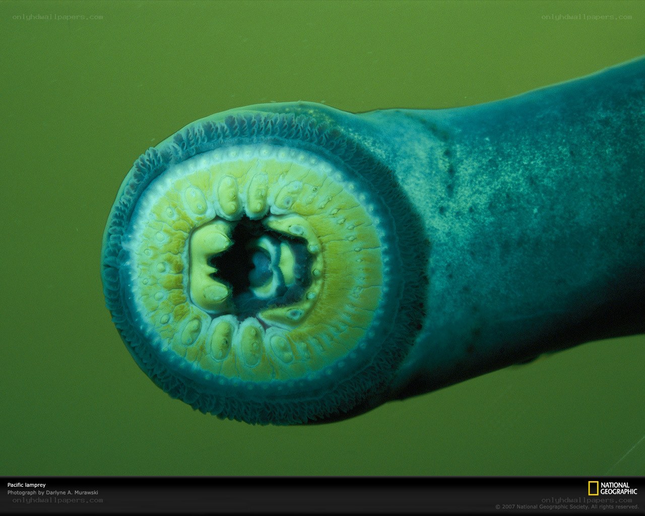 Pacific lamprey mouth