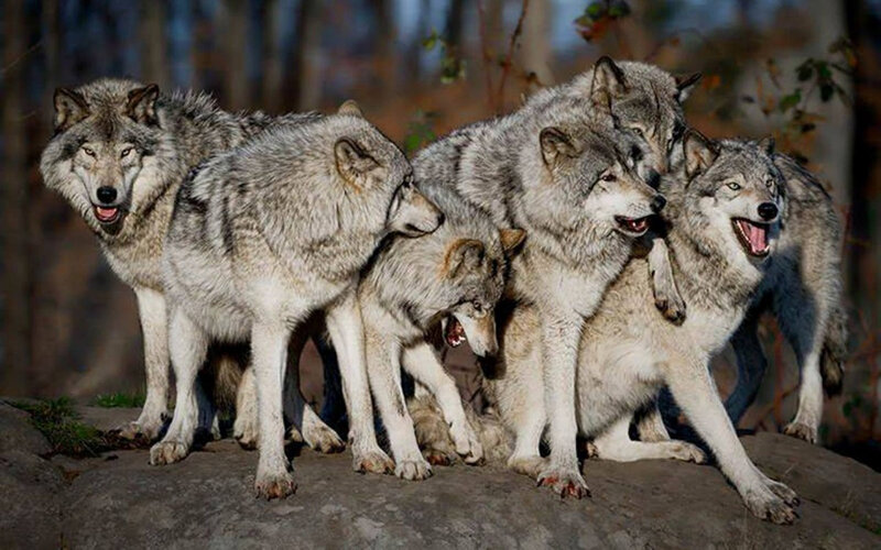 Pack of Gray Wolves — Alert, Autumn