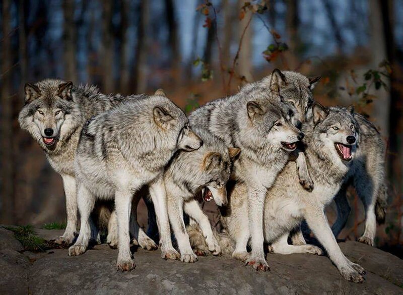 Pack of Gray Wolves — Alert