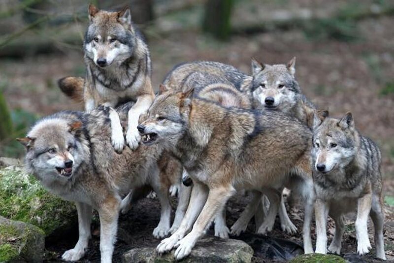 Pack of Gray Wolves
