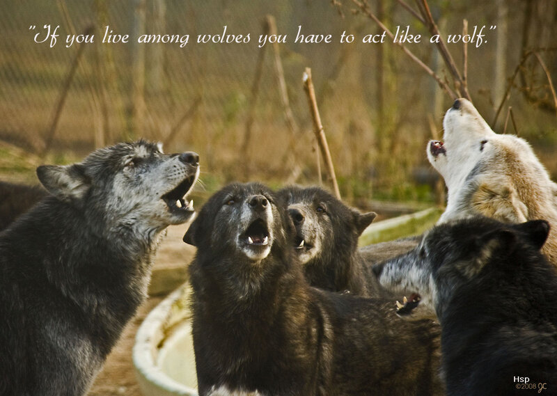 Pack of Howling Wolves