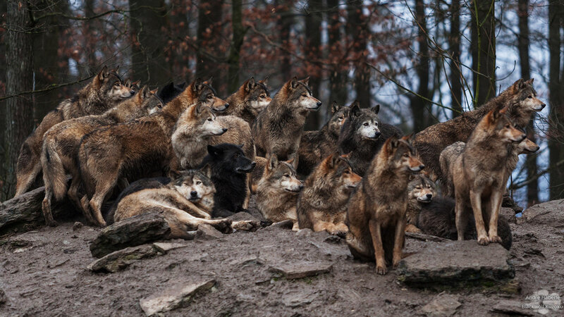 Pack of Wolves in Forest — Brown