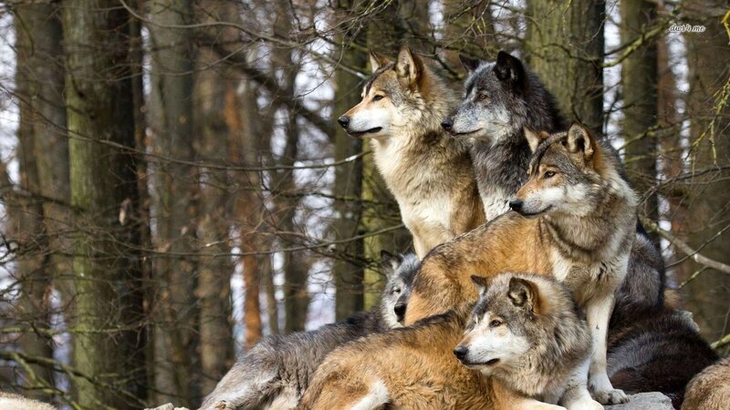Pack of Wolves in Forest — Gray