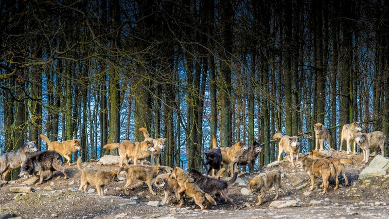 Pack of Wolves in Forest
