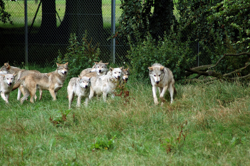Pack of Wolves in Grass
