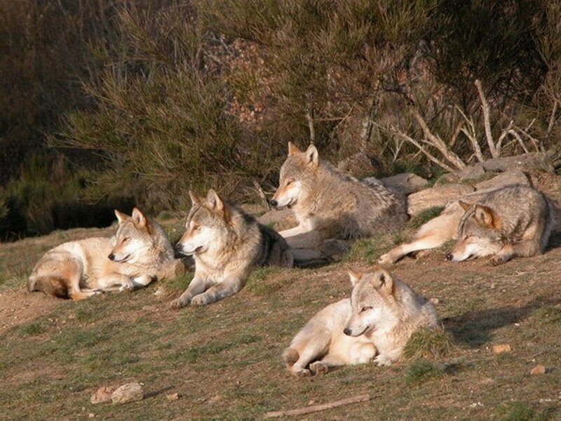Pack of Wolves Resting