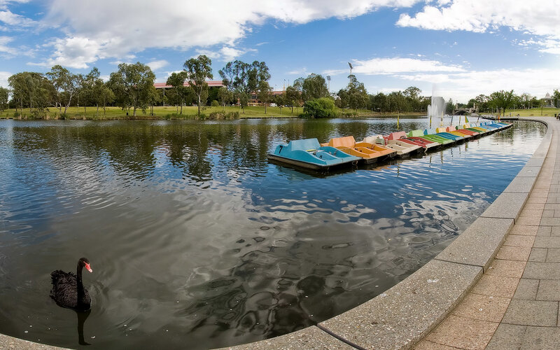 Paddle boats and black swan