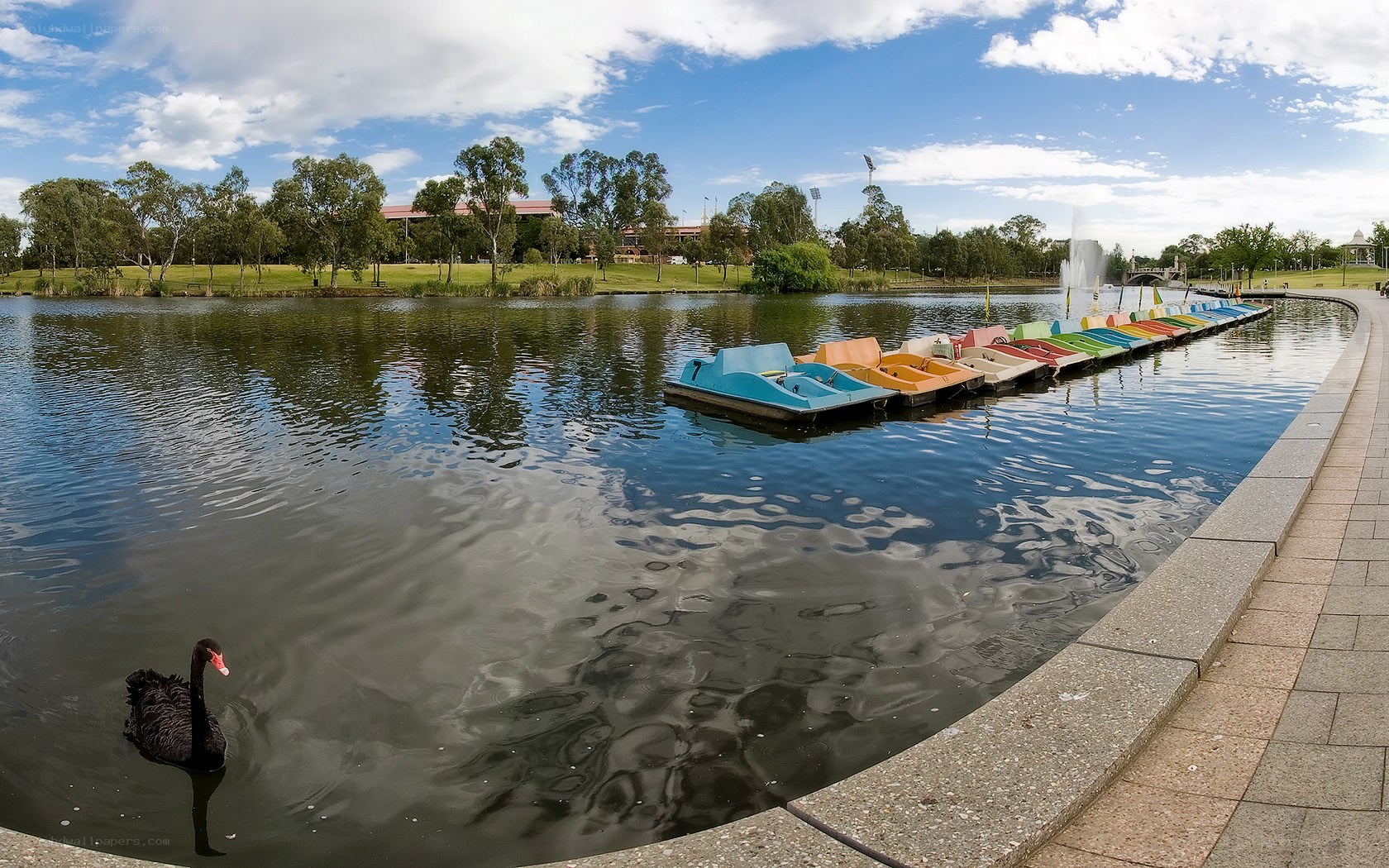 Paddle boats and black swan