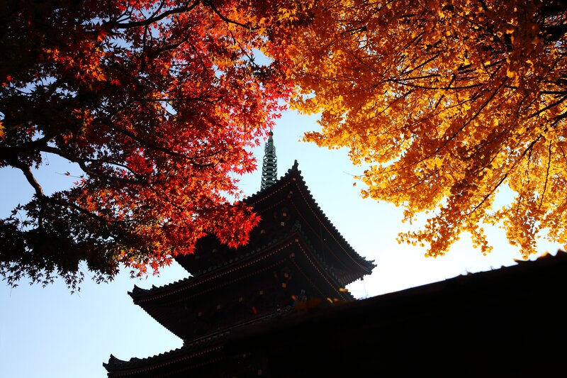 Pagoda under Autumn Trees