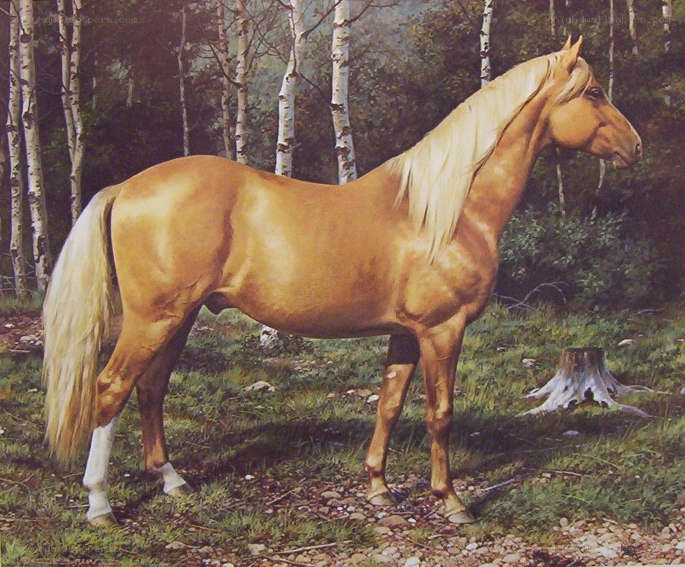 Painted horse in forest