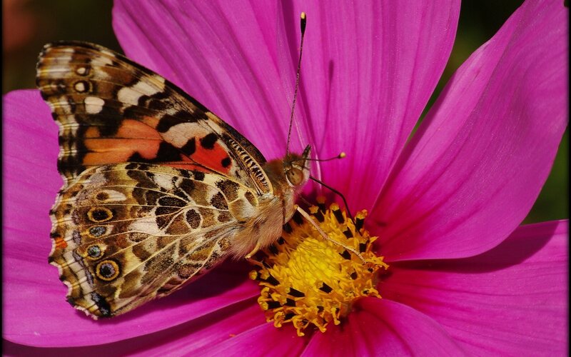 Painted Lady Butterfly — Pink, Calm