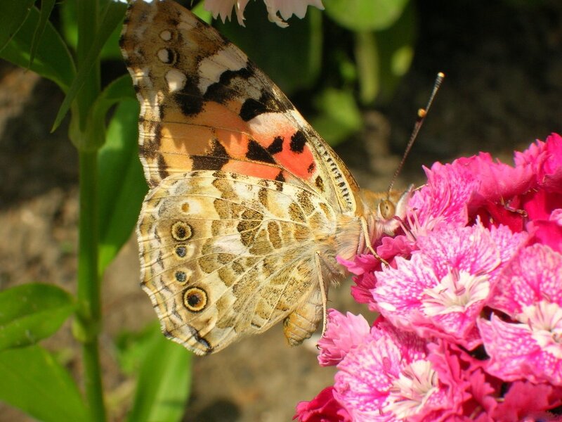 Painted Lady Butterfly — Pink