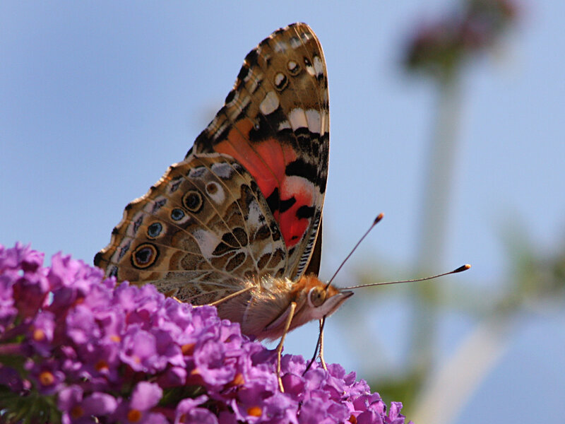 Painted Lady Butterfly — Purple