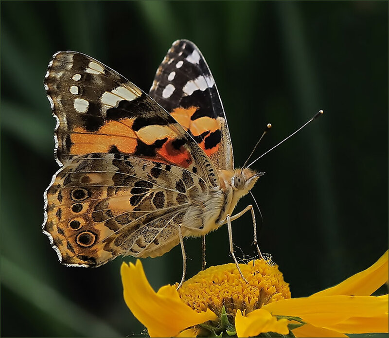 Painted Lady Butterfly
