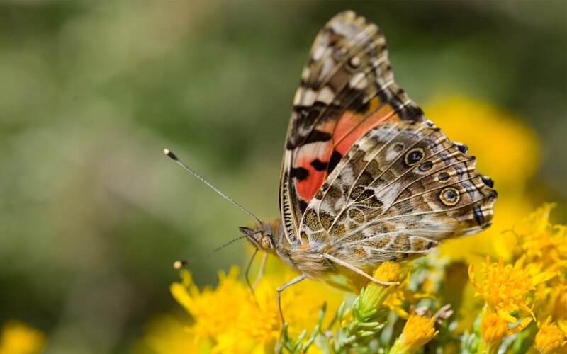 Painted Lady Butterfly — Yellow