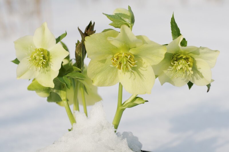 Pale Green Hellebore Flowers