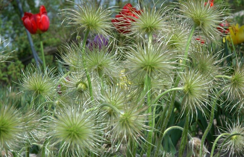 Pale Green Thistle Flowers