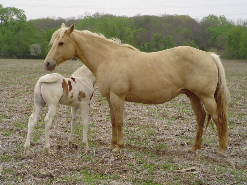 Pale Horse and Foal