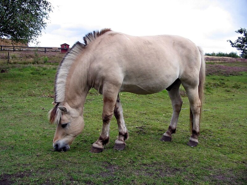 Pale Horse Grazing