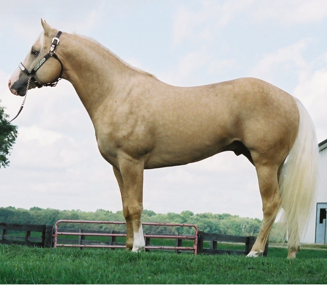 pale horse in a field