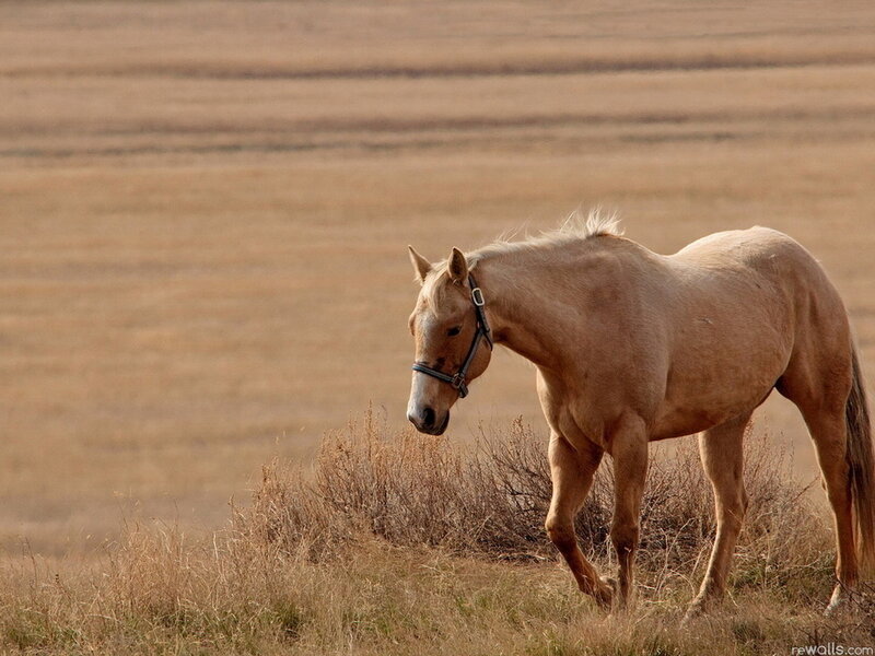 Pale Horse in Field