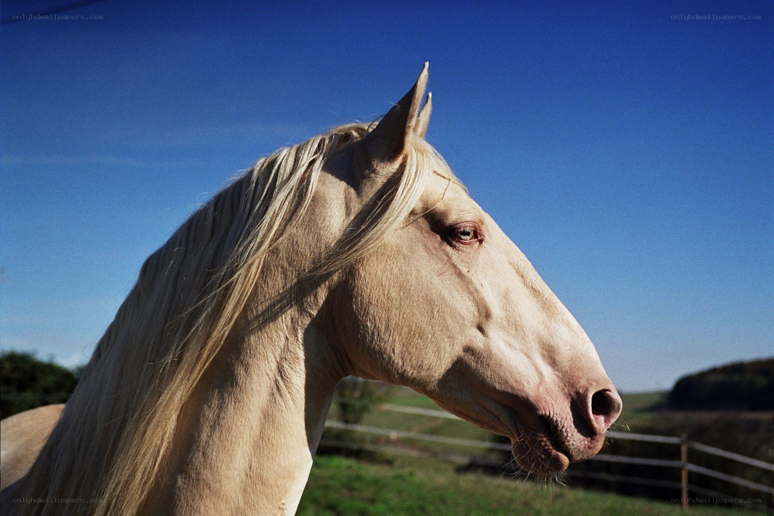 Pale horse in profile