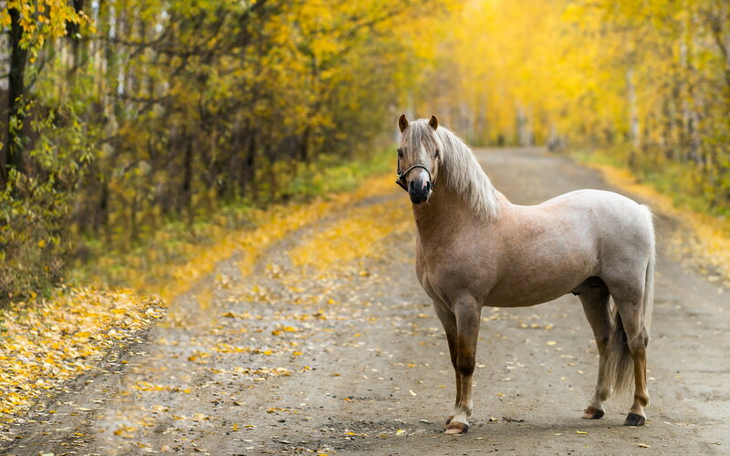 Pale Horse on Dirt Road