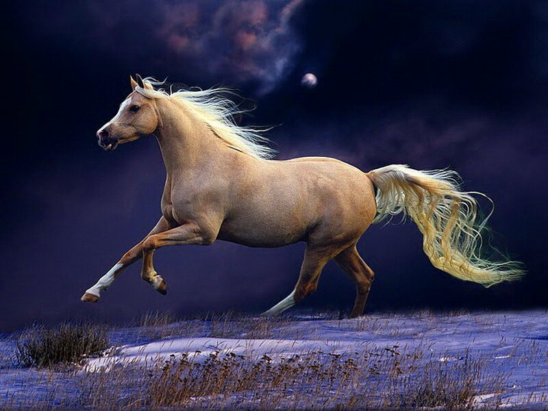 Pale Horse Running — Purple