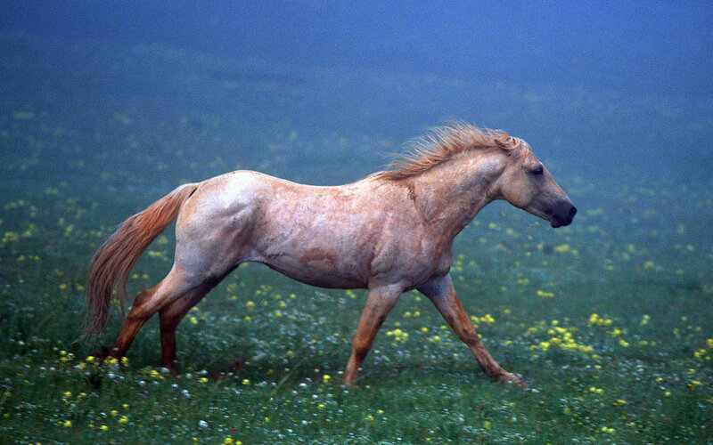 Pale Horse Running