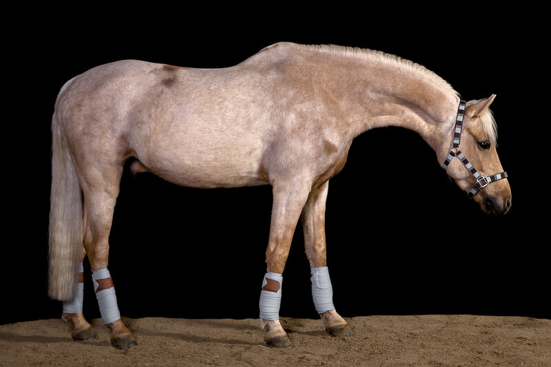 Pale Horse with Leg Wraps