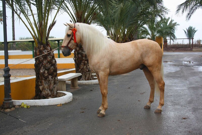 Pale Horse with White Mane