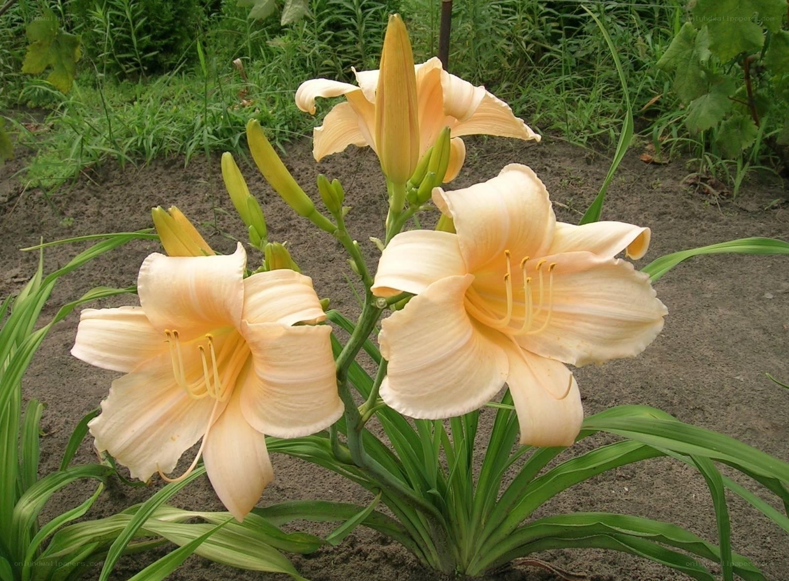 pale peach daylilies in bloom