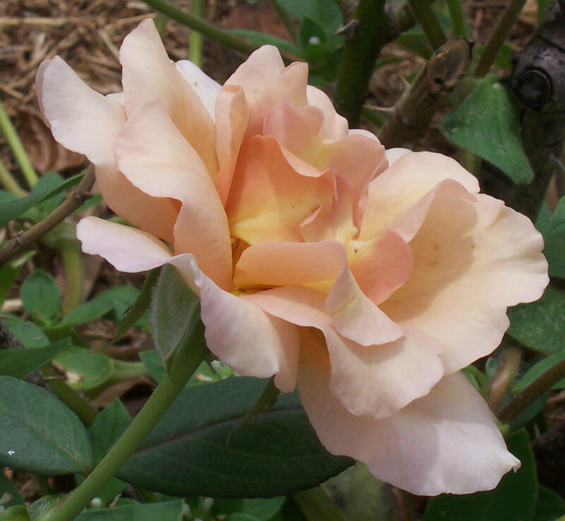 Pale Peach Rose Flower — Calm, Afternoon