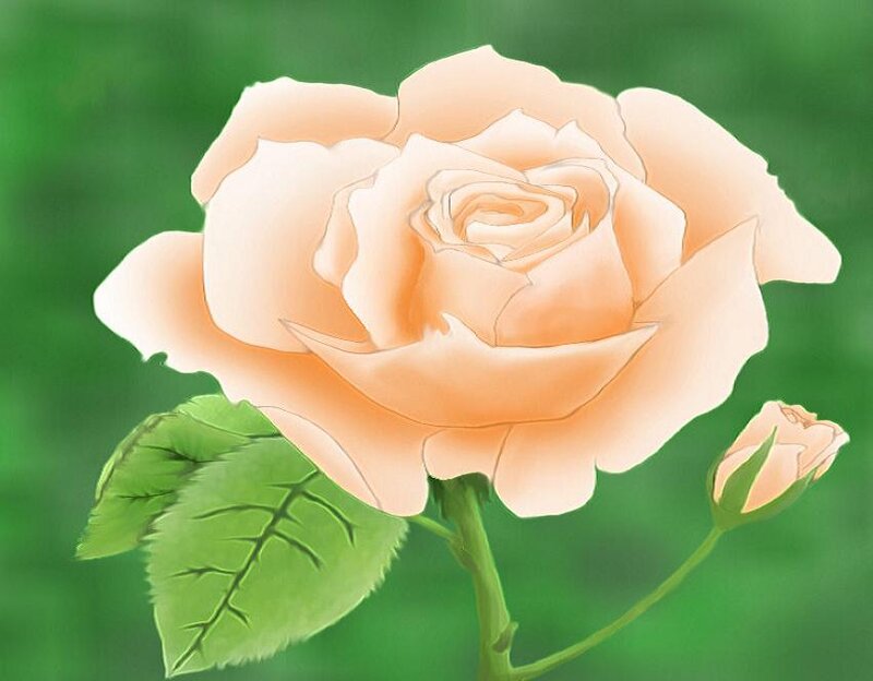 Pale Peach Rose Flower — Calm