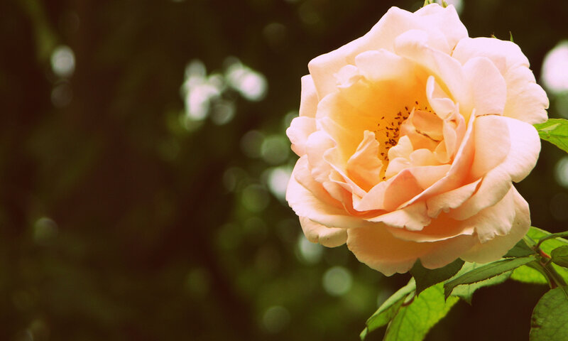 Pale Peach Rose Flower — Serene, Afternoon