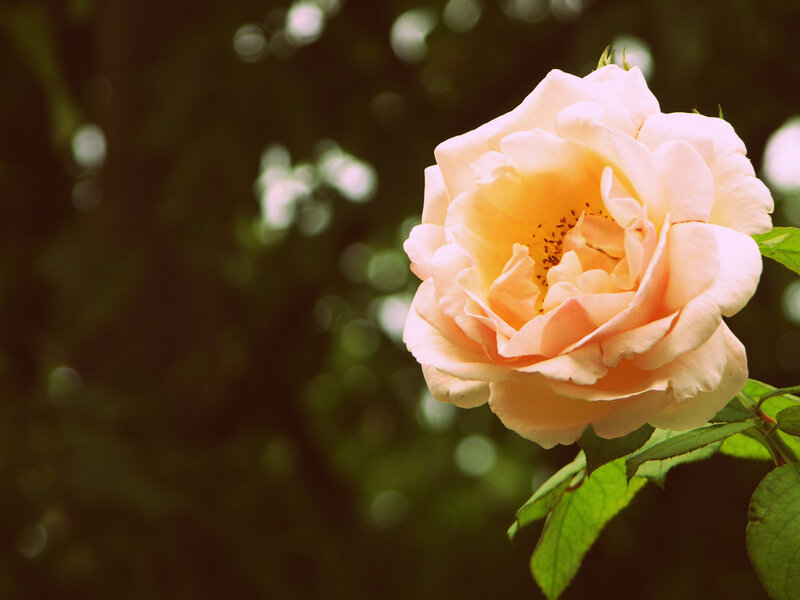 Pale Peach Rose Flower — Serene