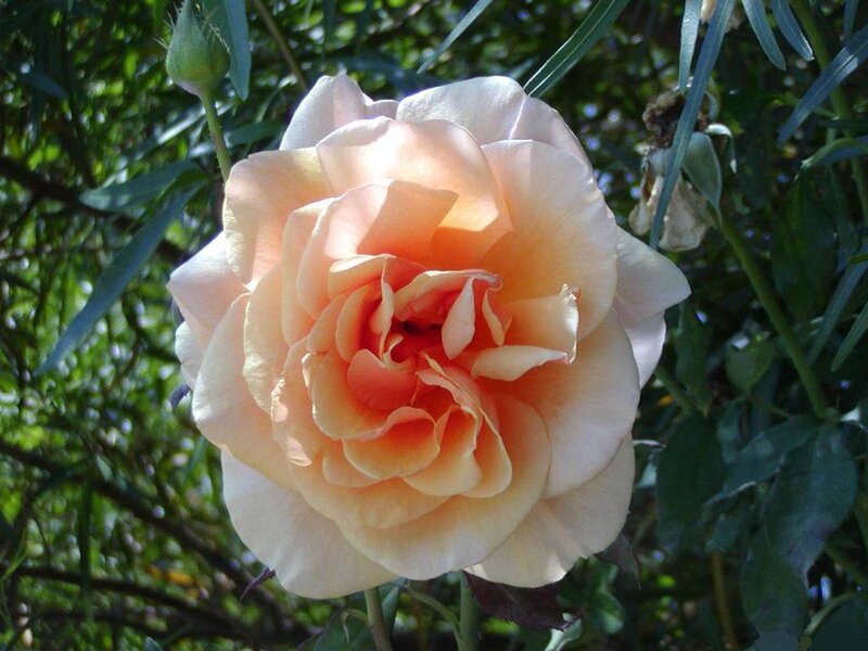 Pale Peach Rose Flower