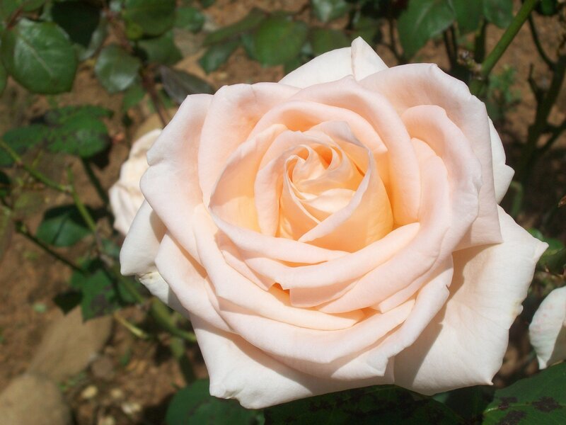 Pale Peach Rose — Serene