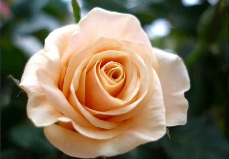 Pale Peach Rose