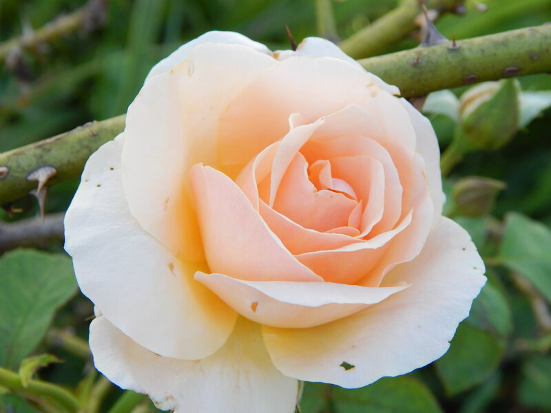 Pale Peach Rose — White