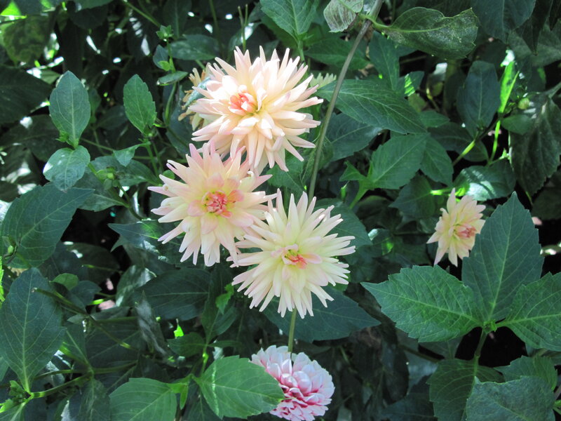 Pale Pink Dahlias