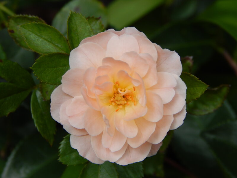Pale Pink Rose Flower — Calm