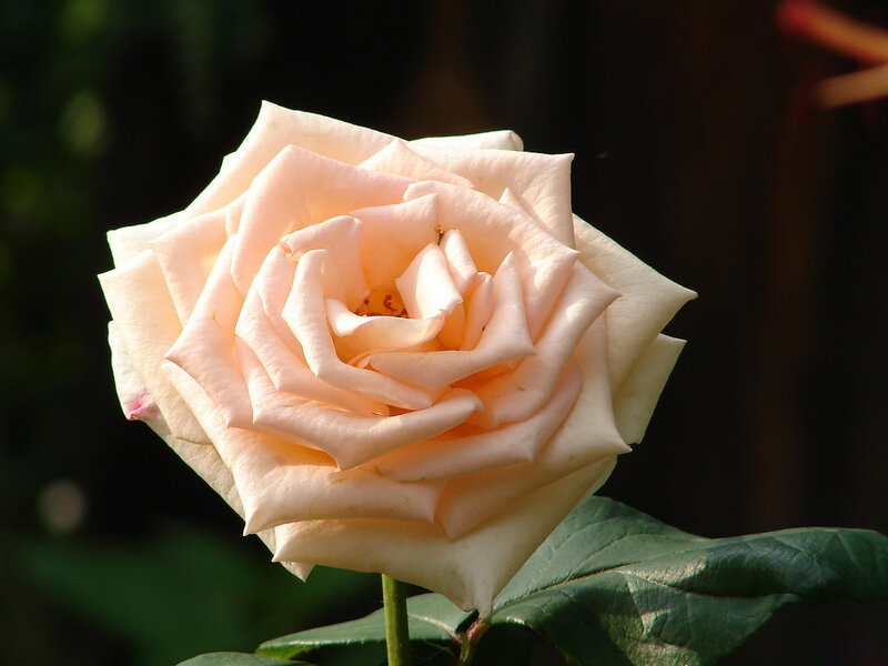 Pale Pink Rose Flower — Serene, Afternoon