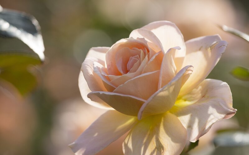 Pale Pink Rose Flower — Serene