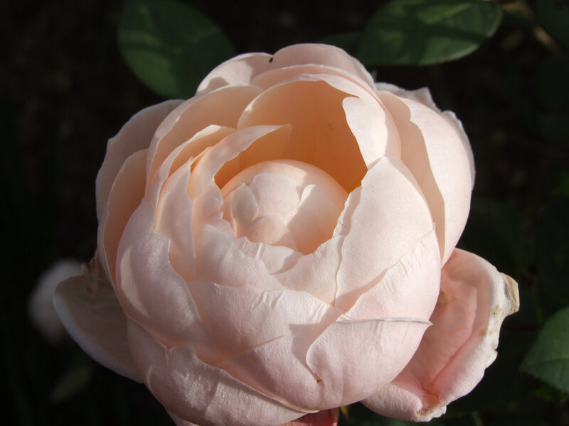 Pale Pink Rose Flower