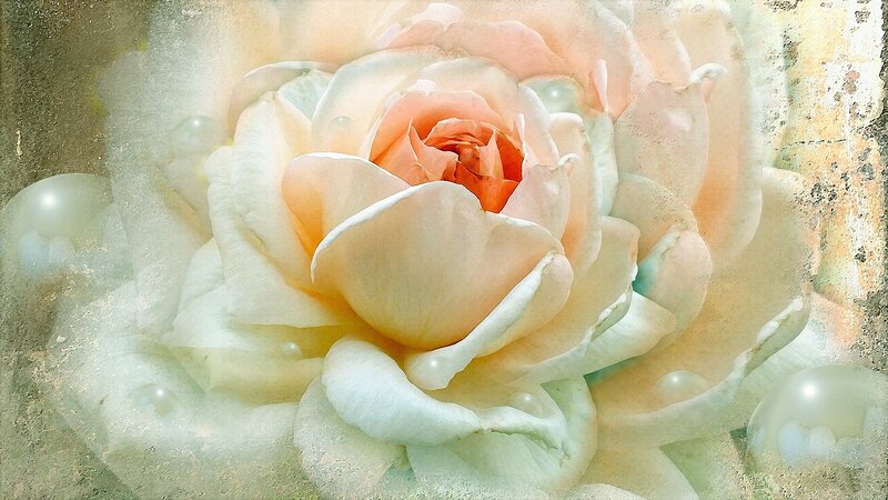 Pale Pink Rose — Serene