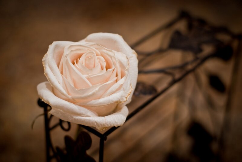 Pale Pink Rose